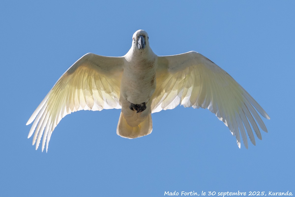 Sulphur-crested Cockatoo - ML642693598