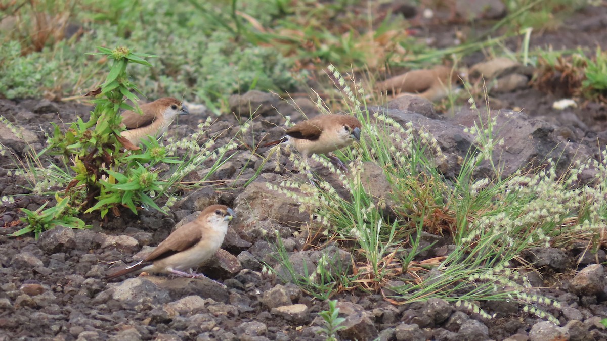 Indian Silverbill - ML642693599