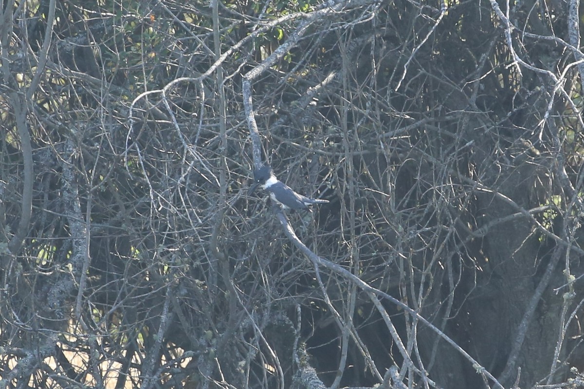 שלדג אמריקני - ML642693600