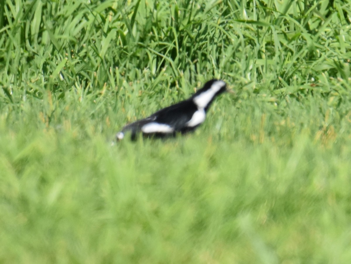 Magpie-lark - ML642693602