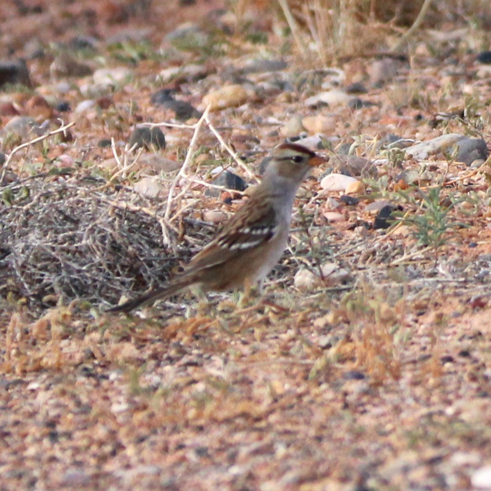 White-crowned Sparrow - ML642693603