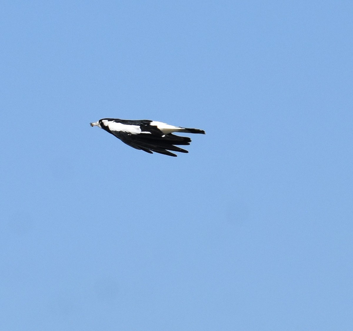 Magpie-lark - ML642693604