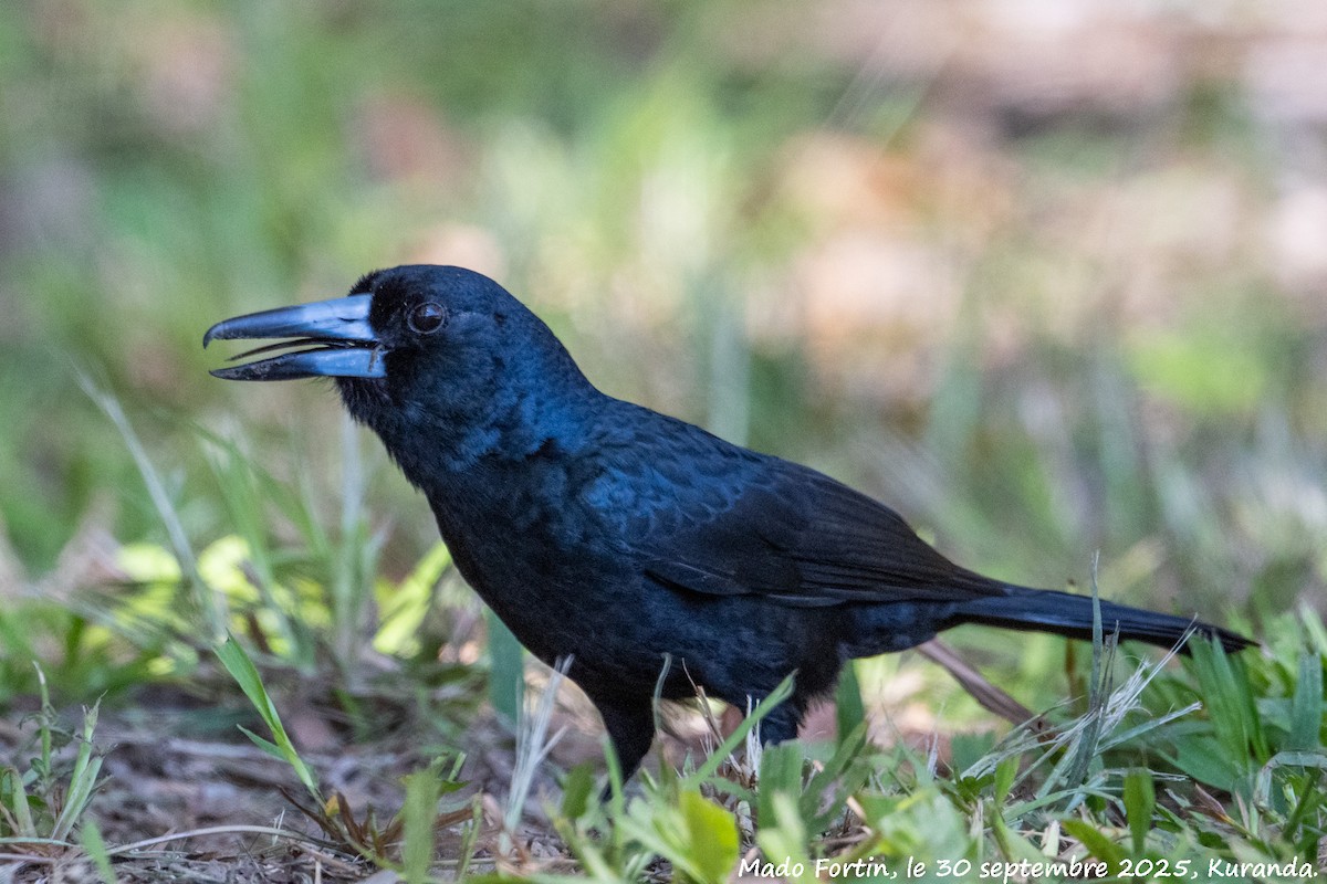 Black Butcherbird - ML642693605