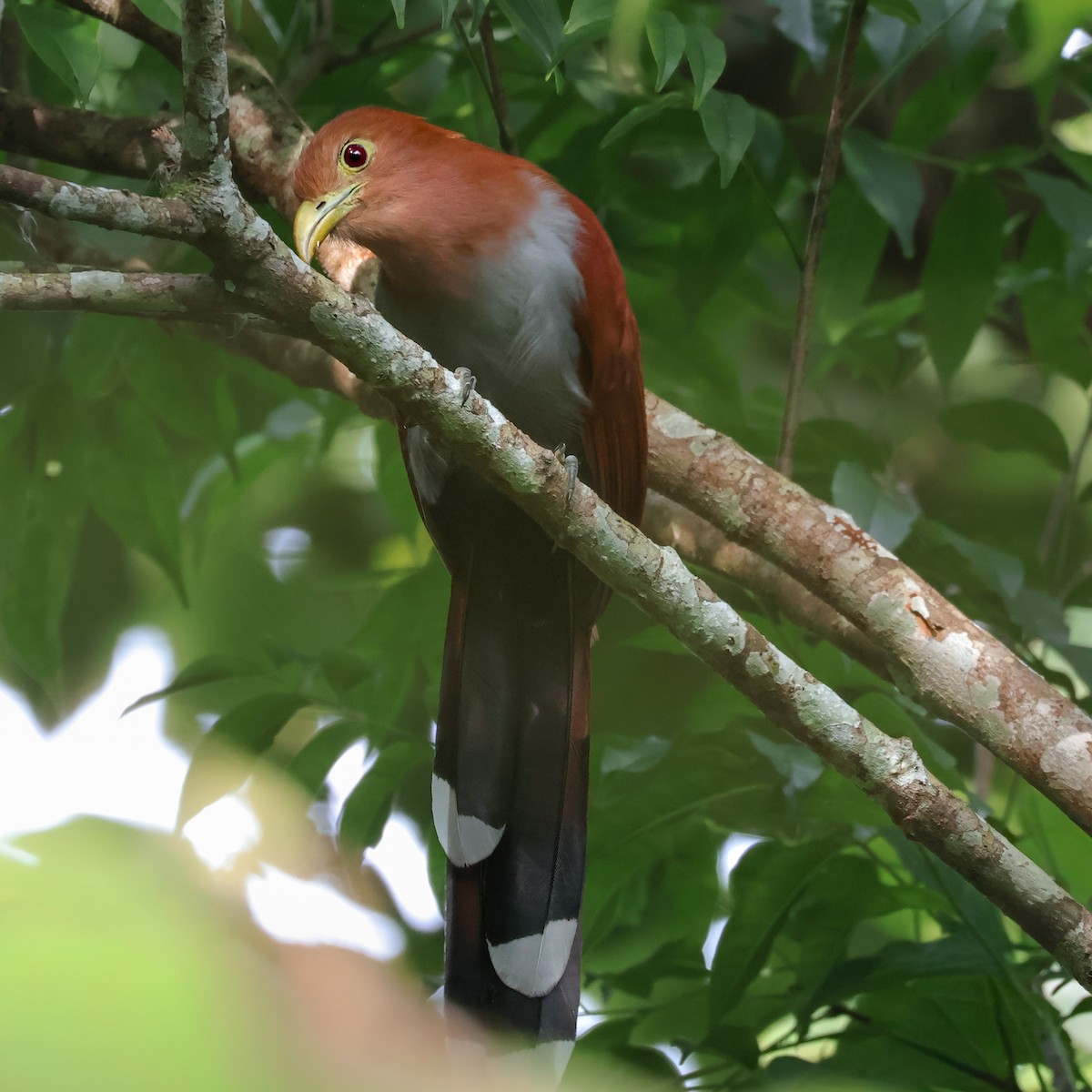 Squirrel Cuckoo - ML642693606