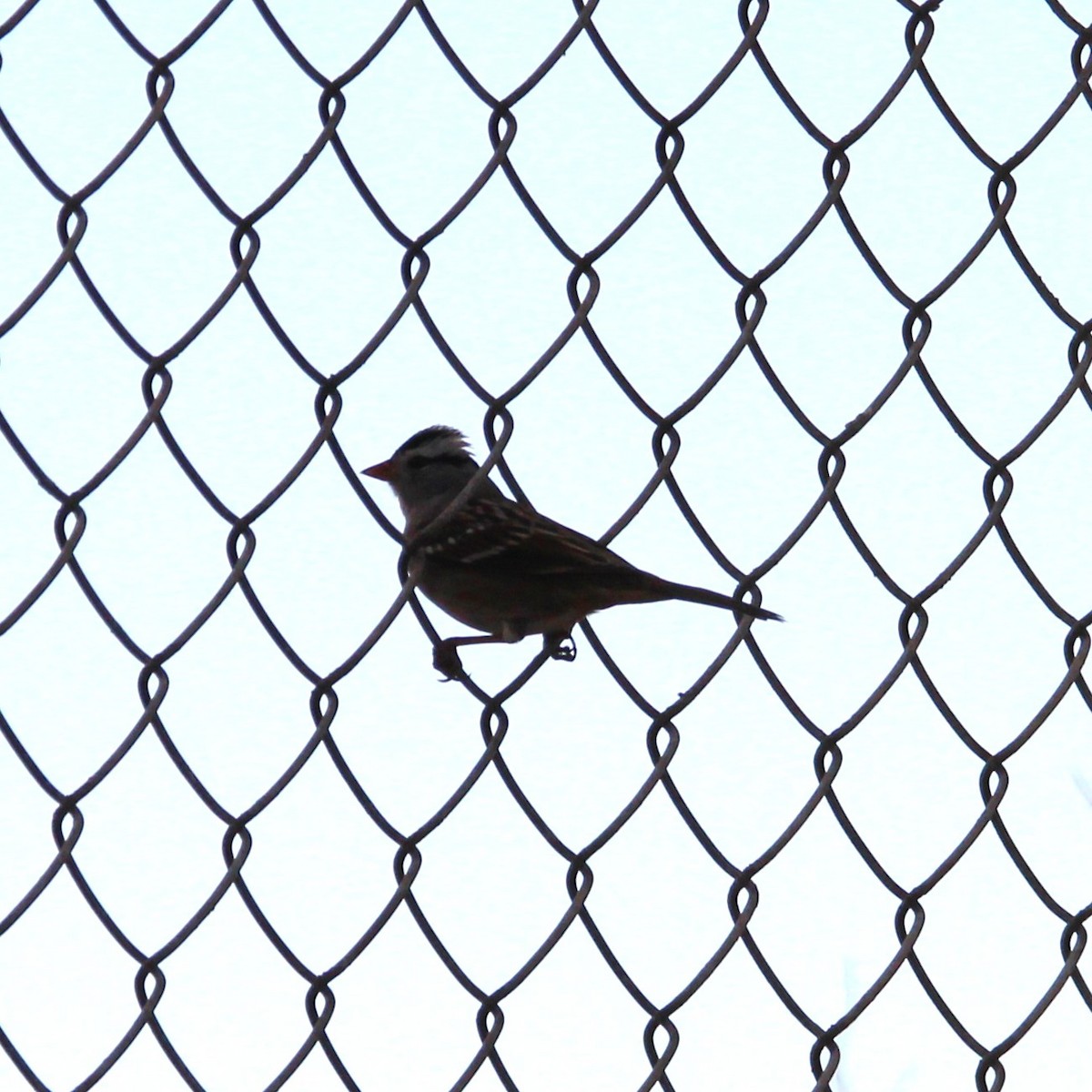 White-crowned Sparrow - ML642693615