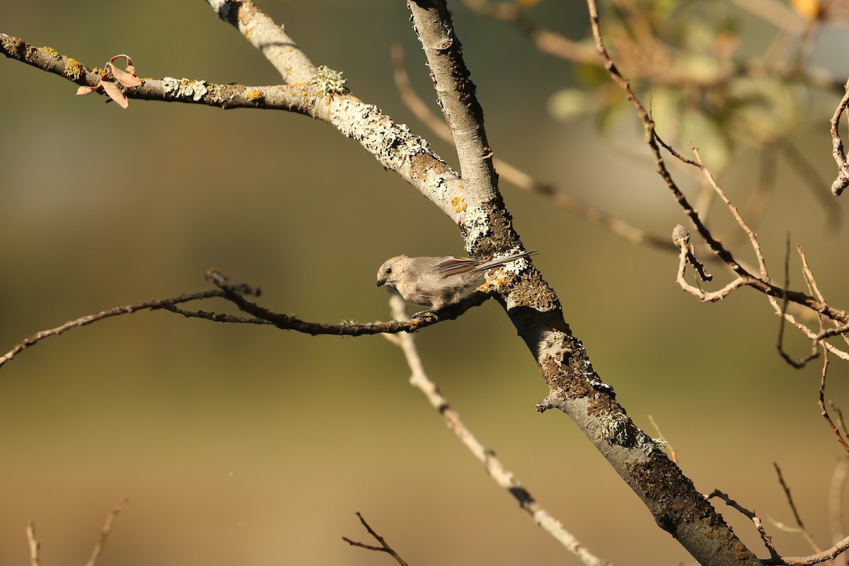 Bushtit - ML642693619
