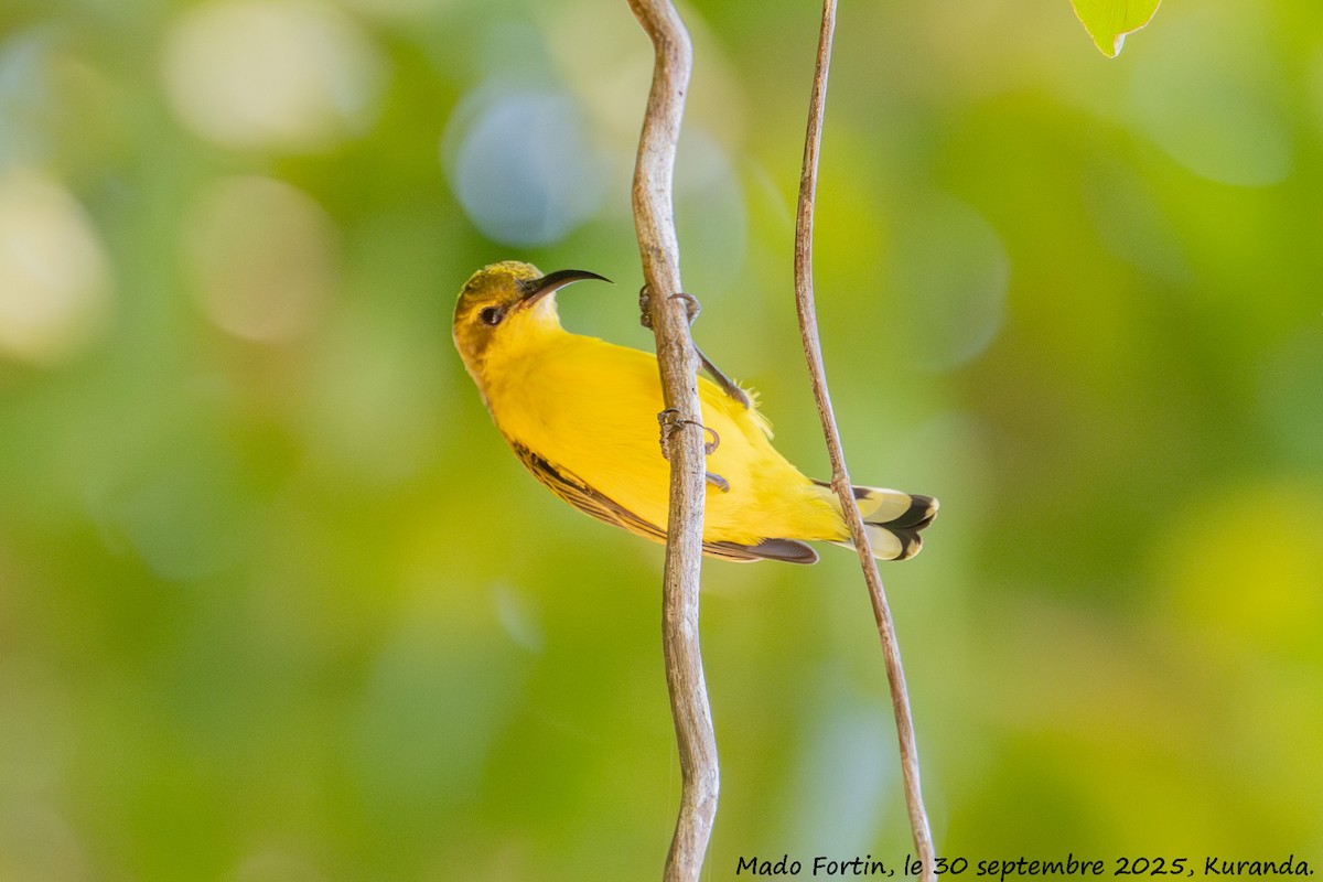 Sahul Sunbird - ML642693620