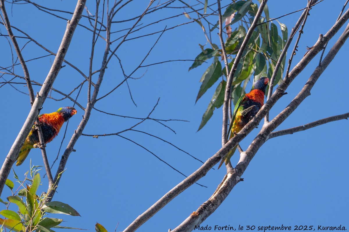 Lori Arcoiris - ML642693624