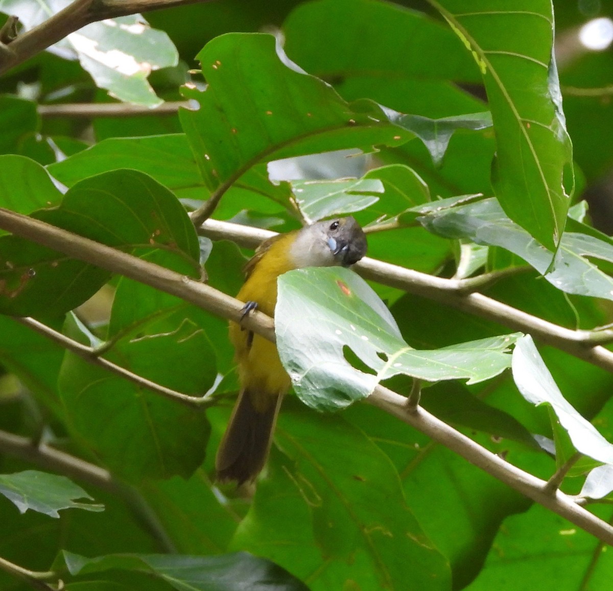 Tangara Luctuosa - ML642693625