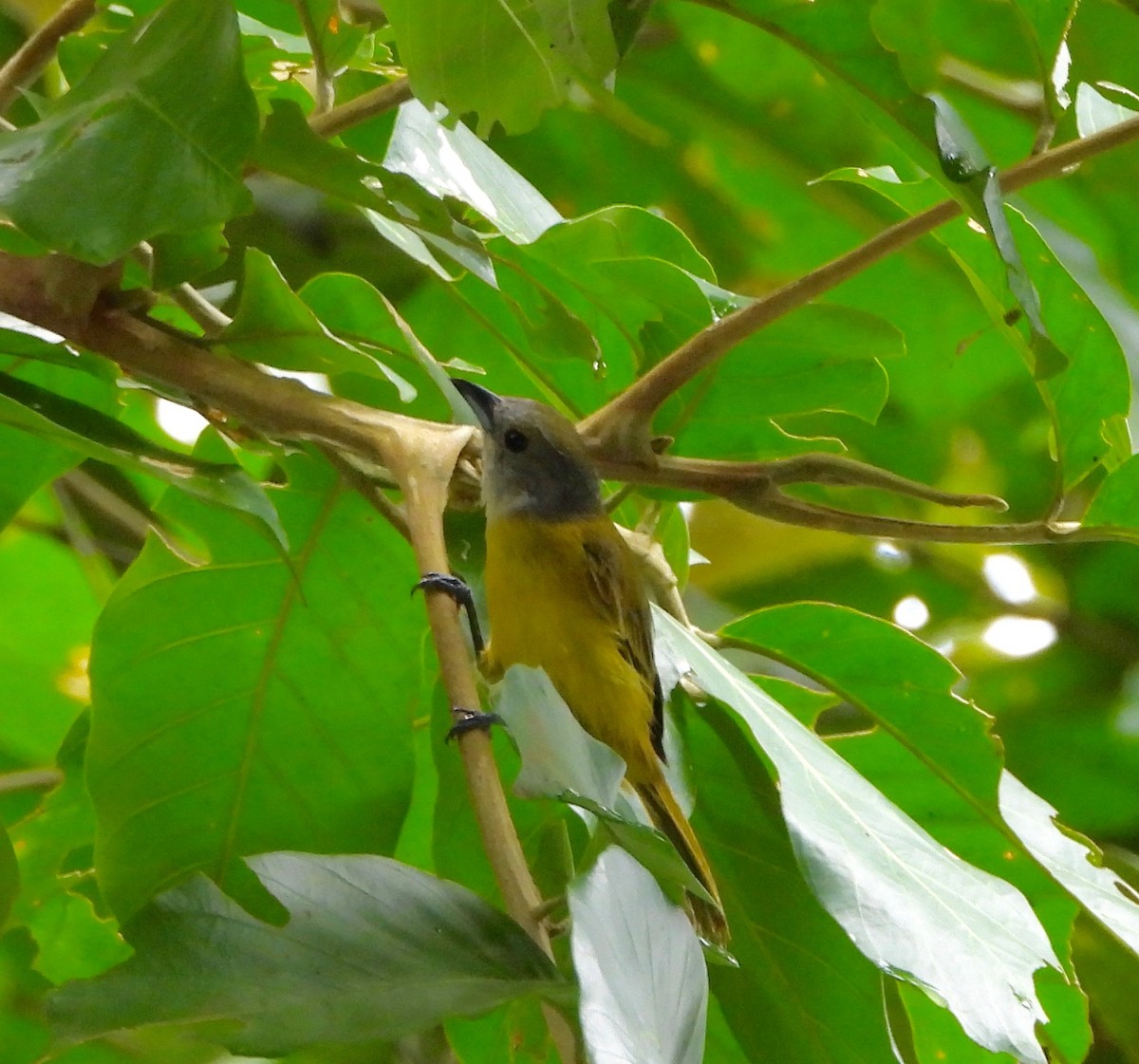 Tangara Luctuosa - ML642693626