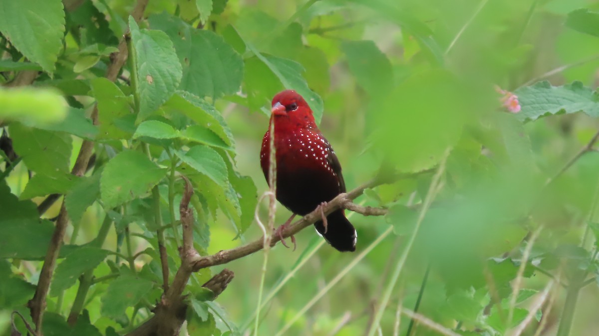 Bengalí Rojo - ML642693635