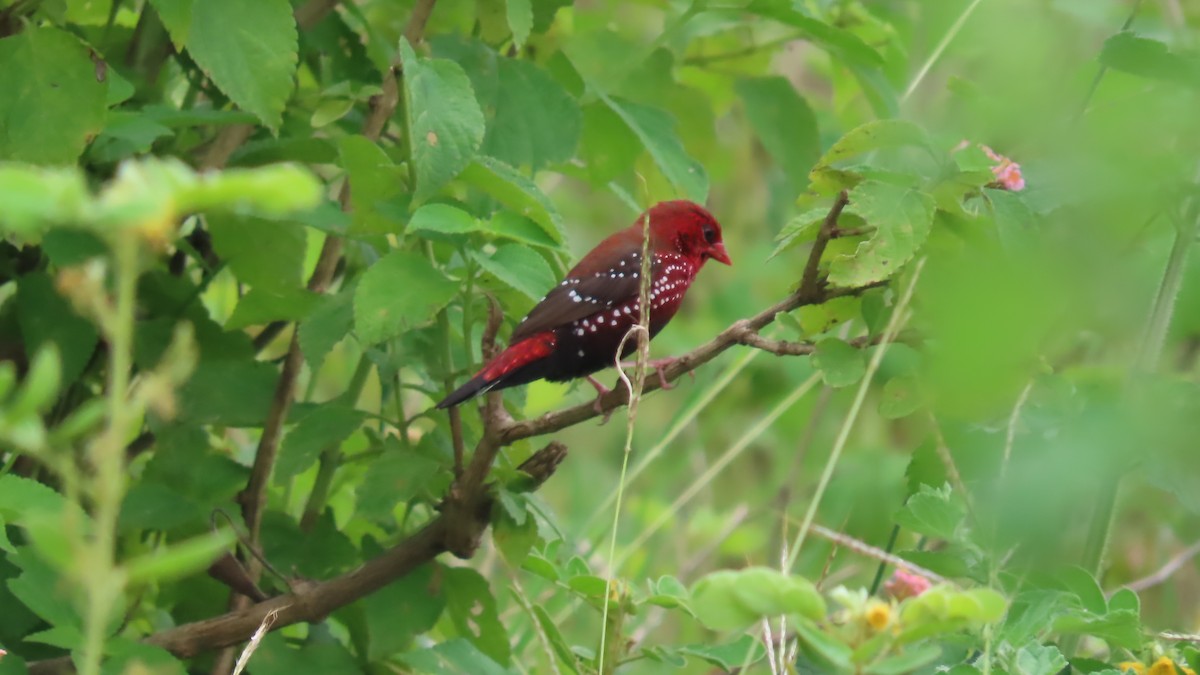 Bengalí Rojo - ML642693636