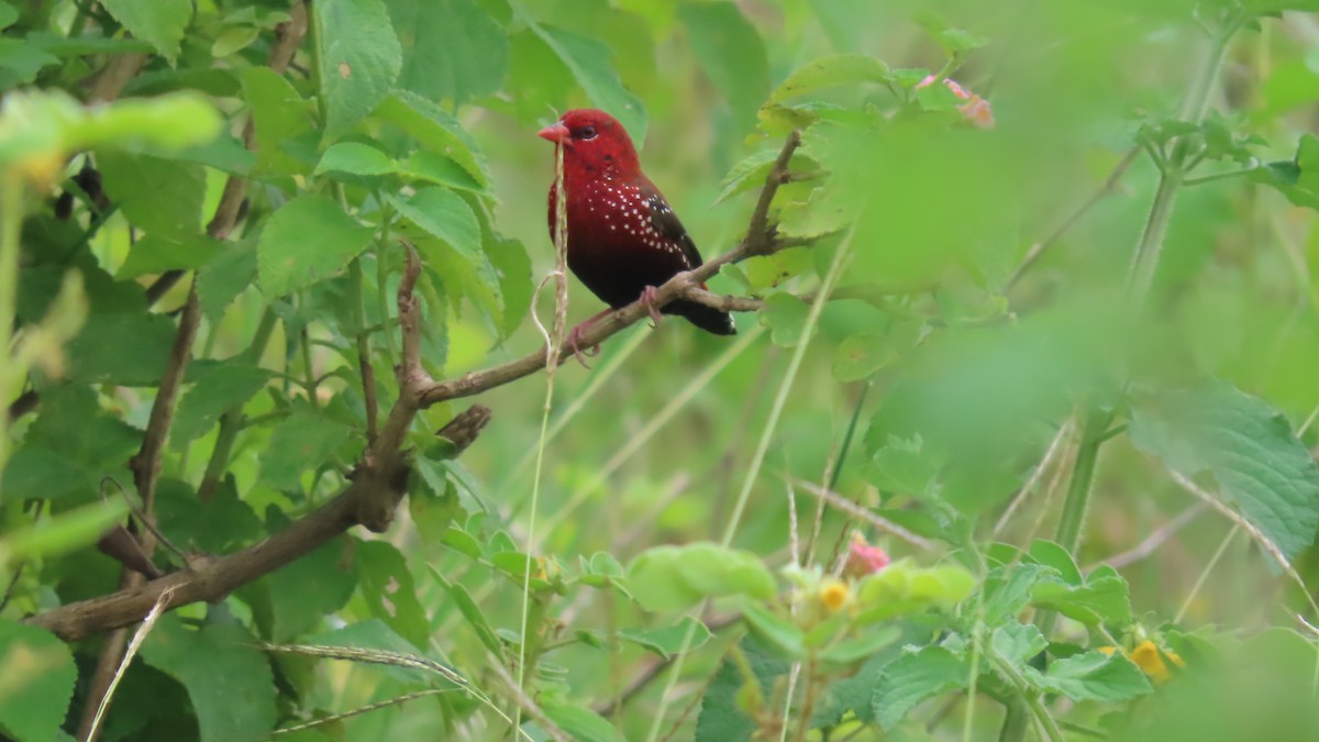 Bengalí Rojo - ML642693637