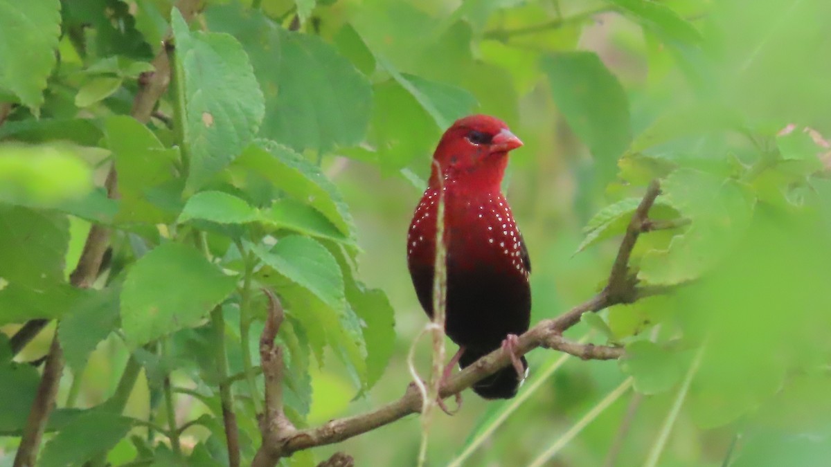 Bengalí Rojo - ML642693638