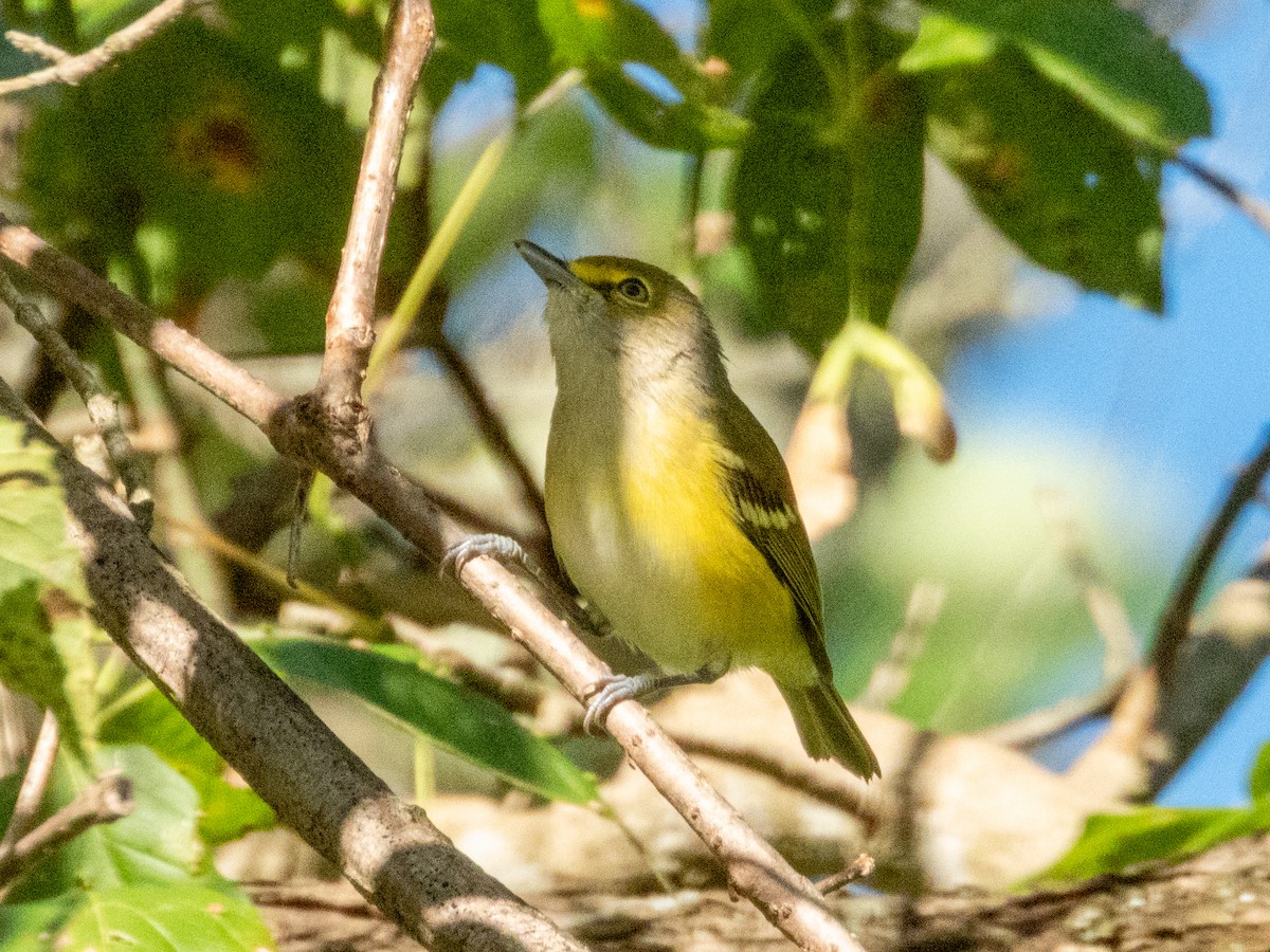 Vireo Ojiblanco - ML642693643