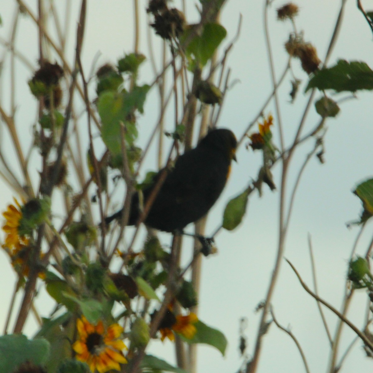 Yellow-headed Blackbird - ML642693654