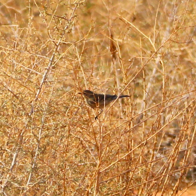 myrteparula - ML642693666