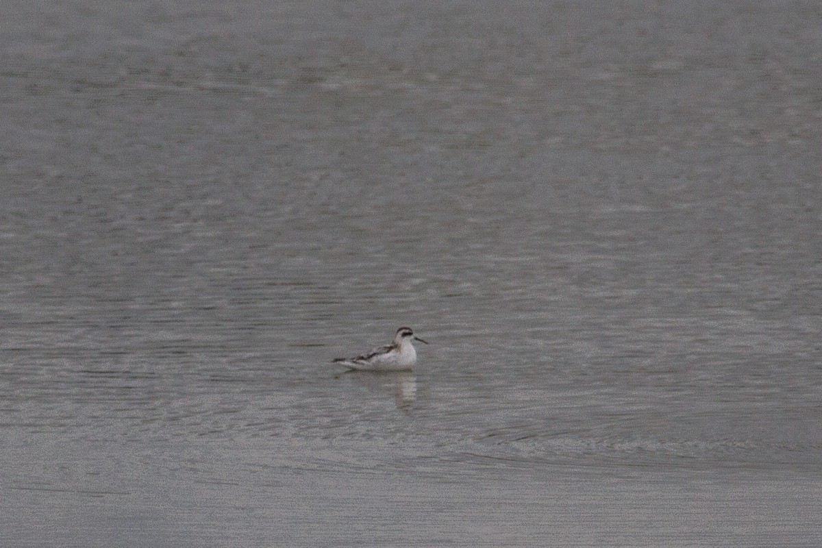 svømmesnipe - ML642693670