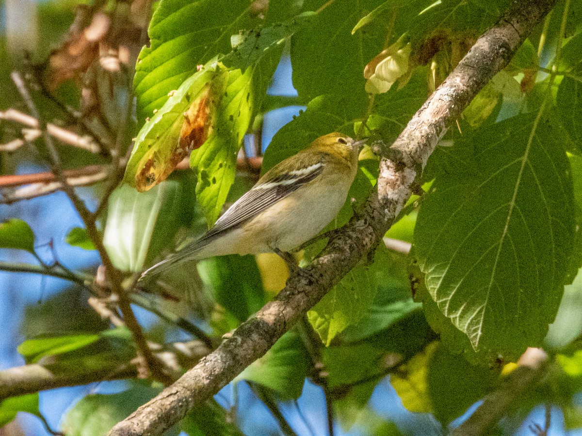 kastanjeparula - ML642693680