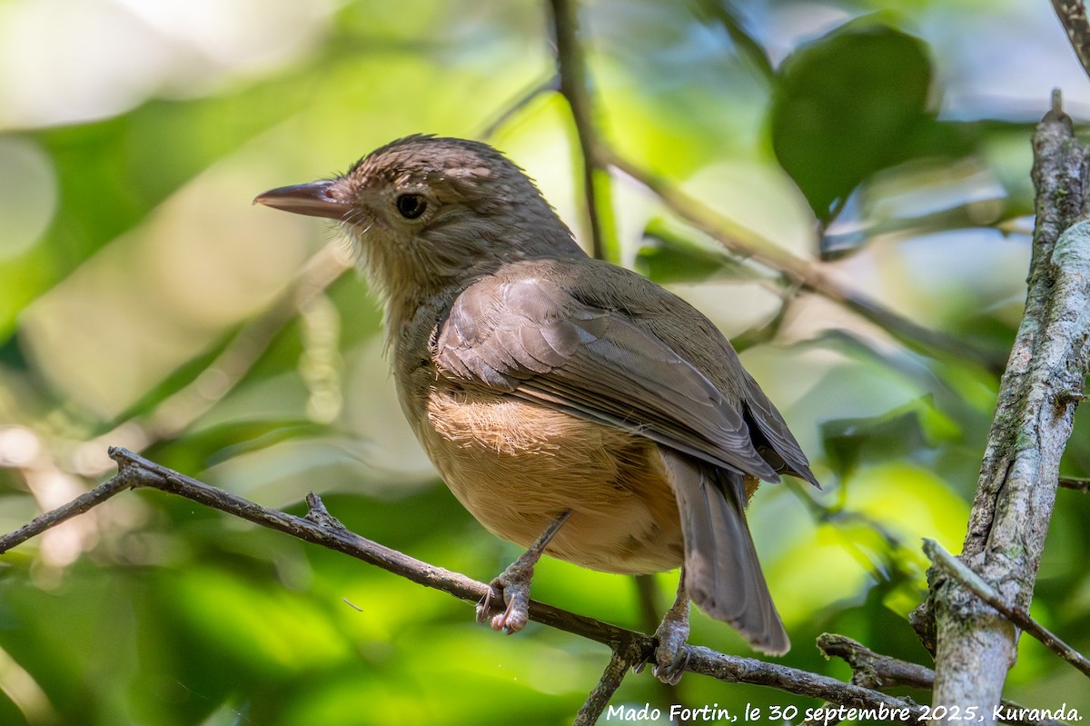 Rufous Shrikethrush - ML642693682