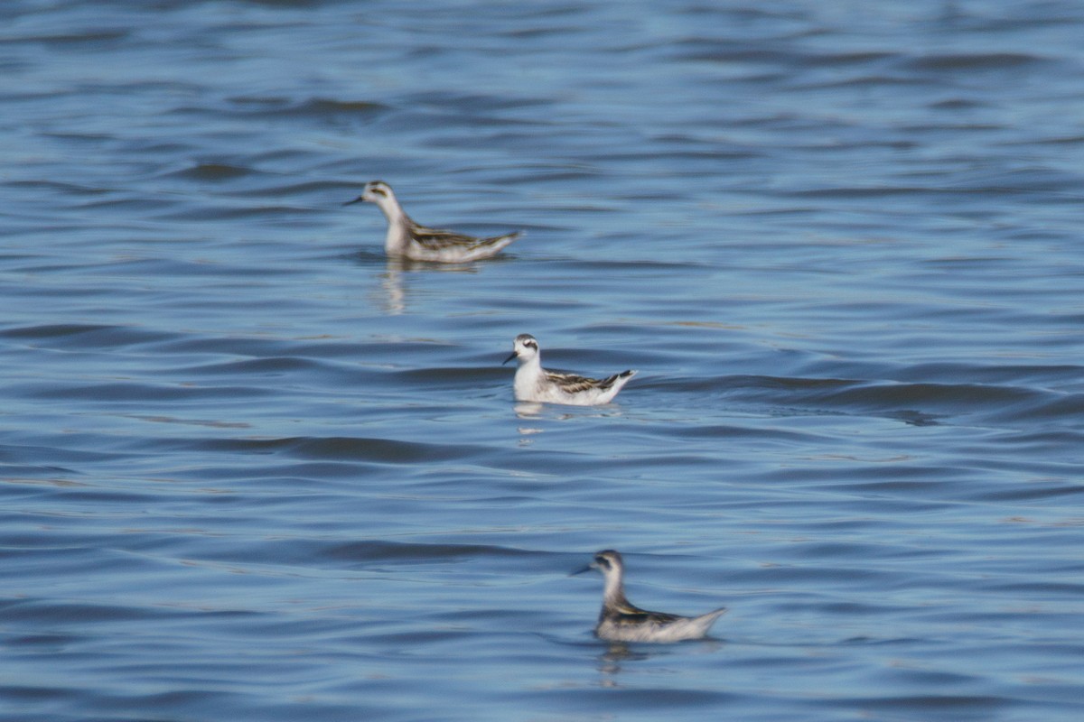 svømmesnipe - ML642693691