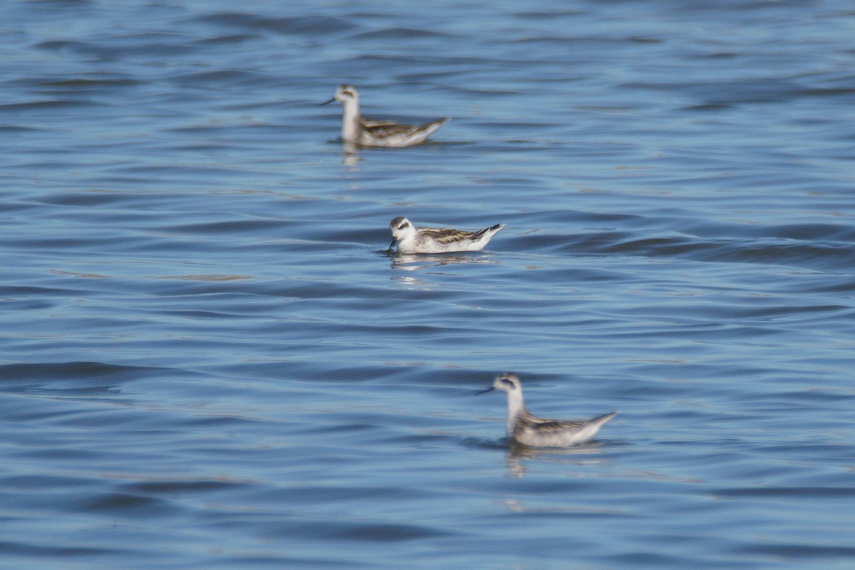 svømmesnipe - ML642693692