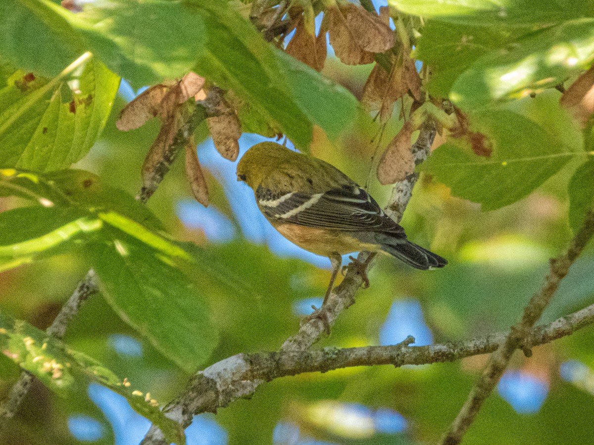 kastanjeparula - ML642693724