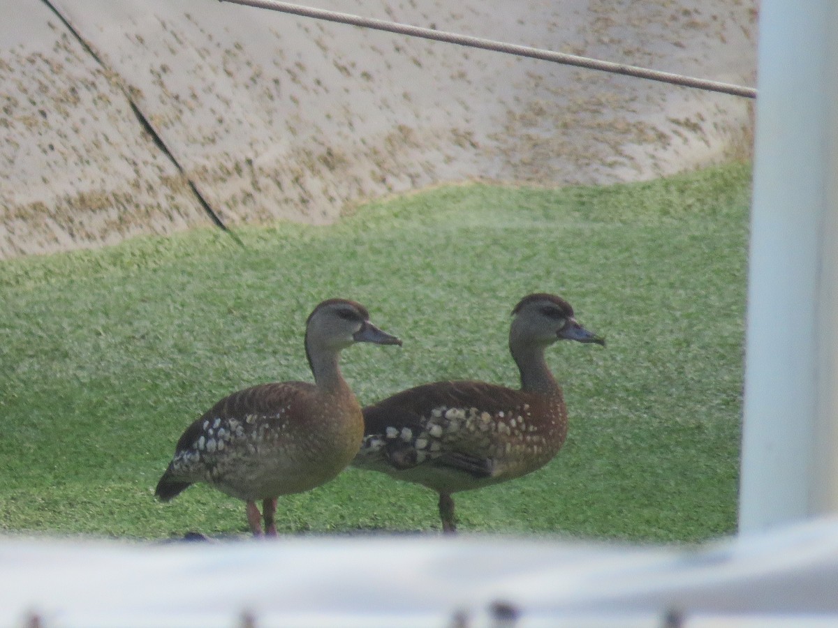 Spotted Whistling-Duck - ML642693728