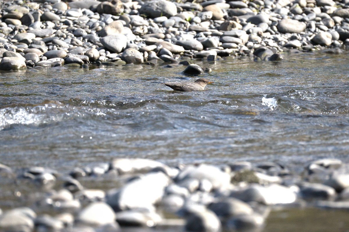American Dipper - ML642693729