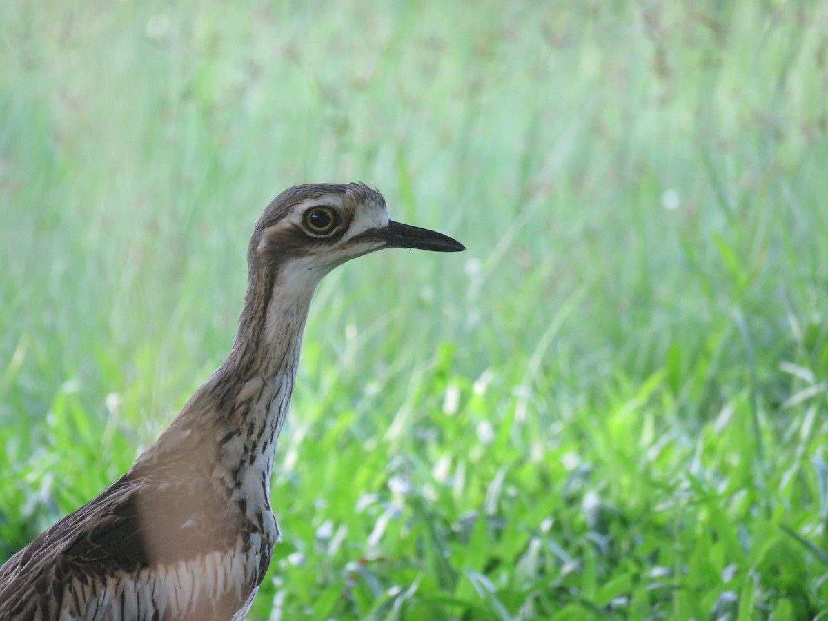 Bush Thick-knee - ML642693730