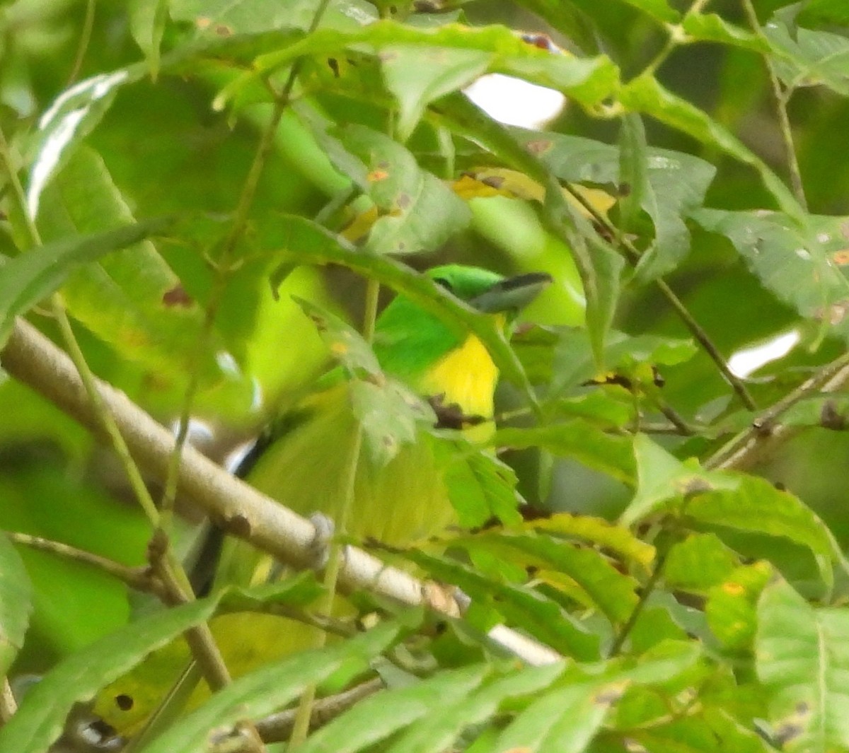 Green Shrike-Vireo - ML642693733