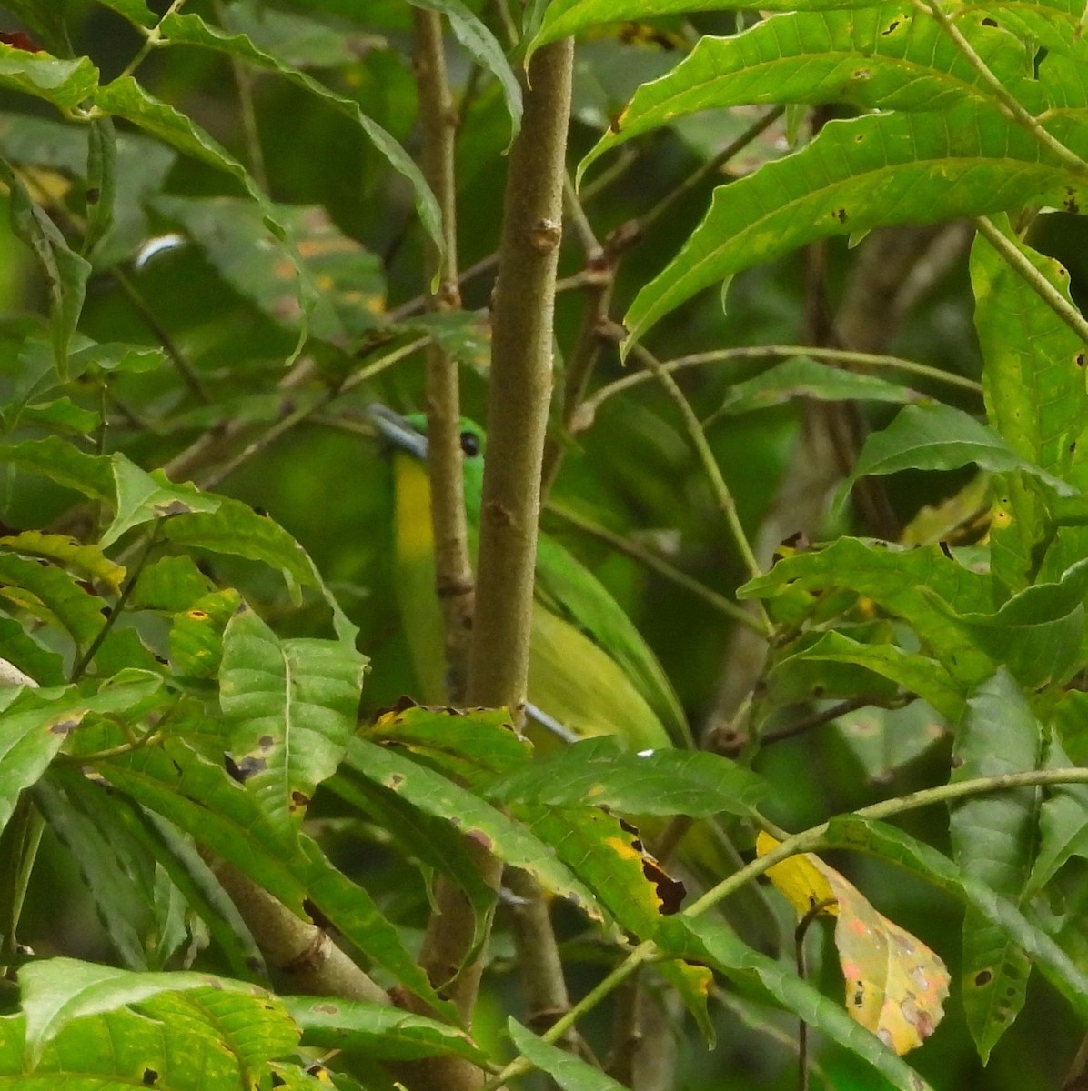 Green Shrike-Vireo - ML642693734