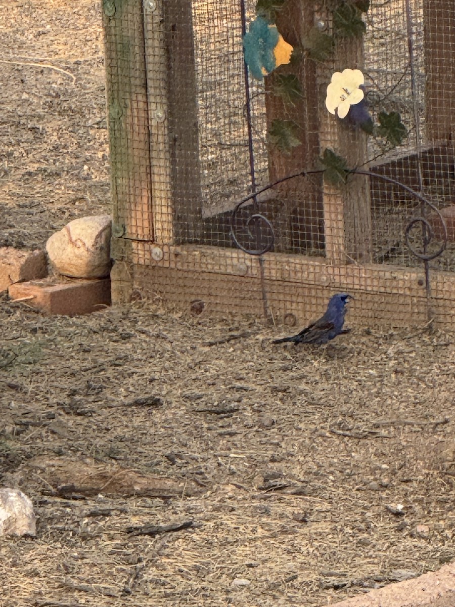 Blue Grosbeak - ML642693748