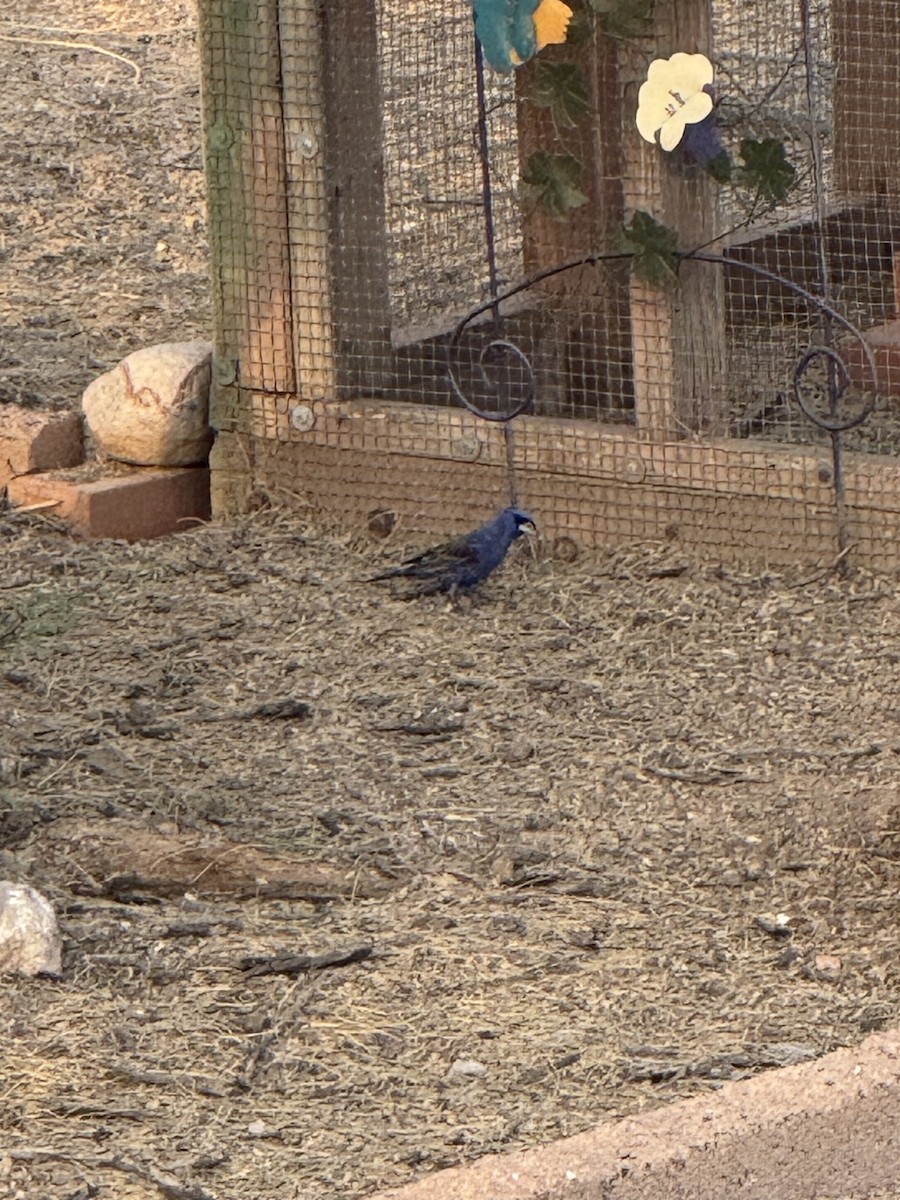 Blue Grosbeak - ML642693750