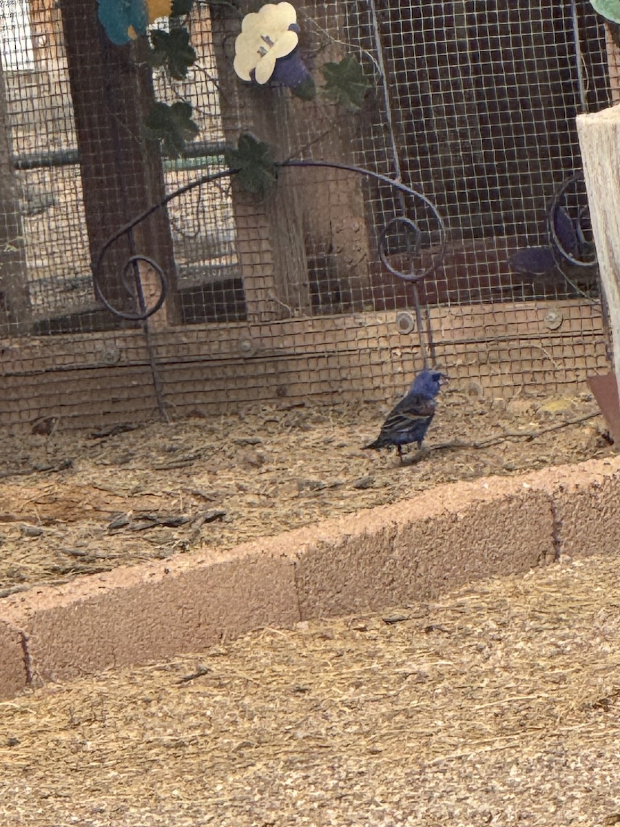 Blue Grosbeak - ML642693751