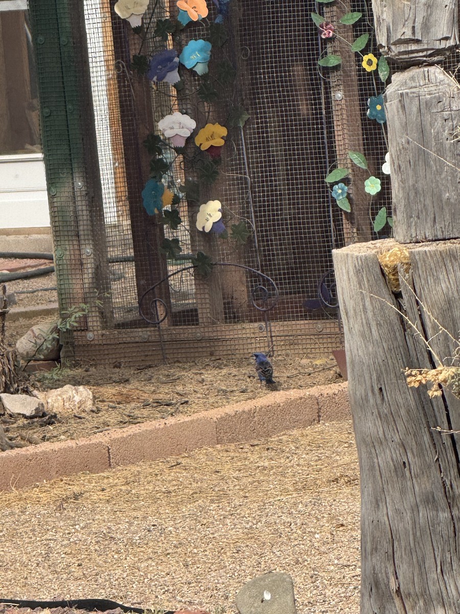 Blue Grosbeak - ML642693752