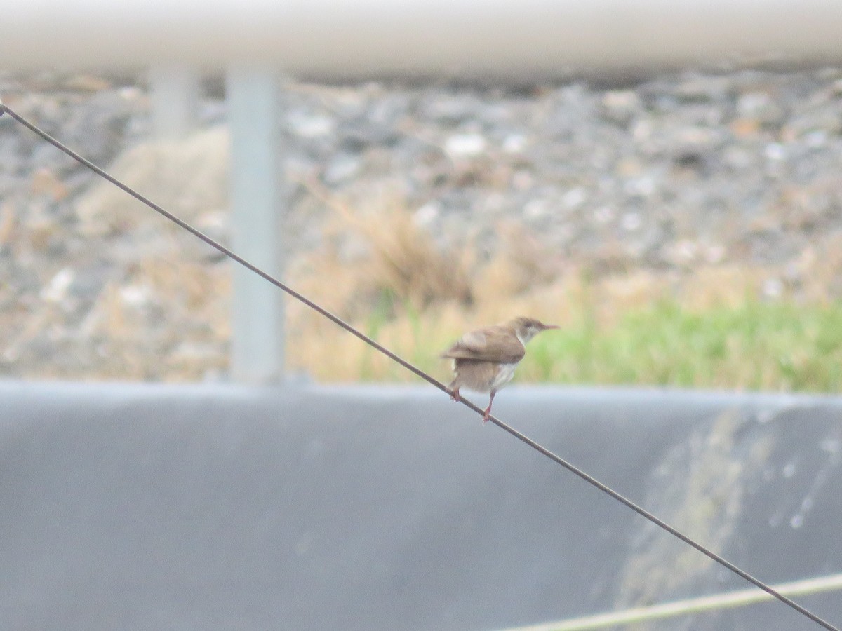 Brown-backed Honeyeater - ML642693753