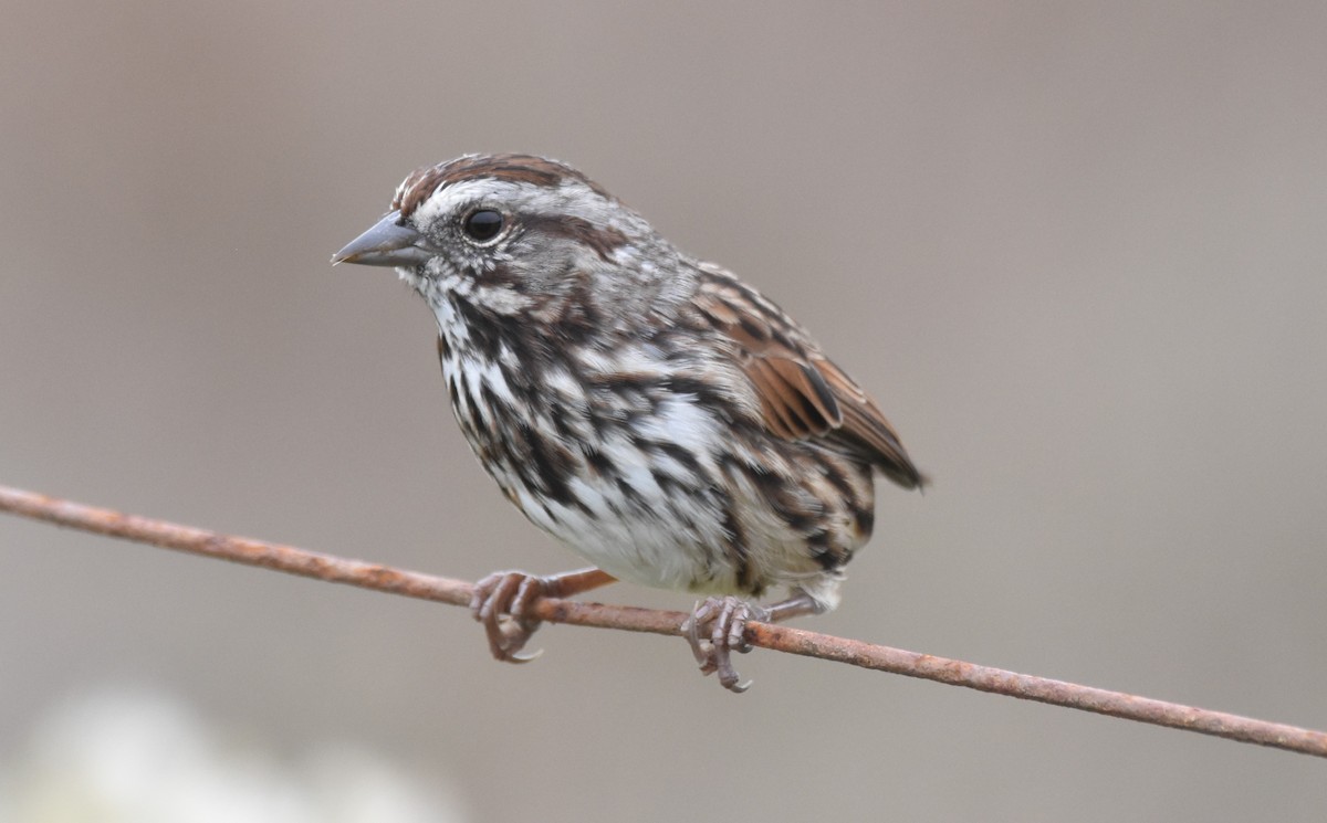 Song Sparrow - ML642693755