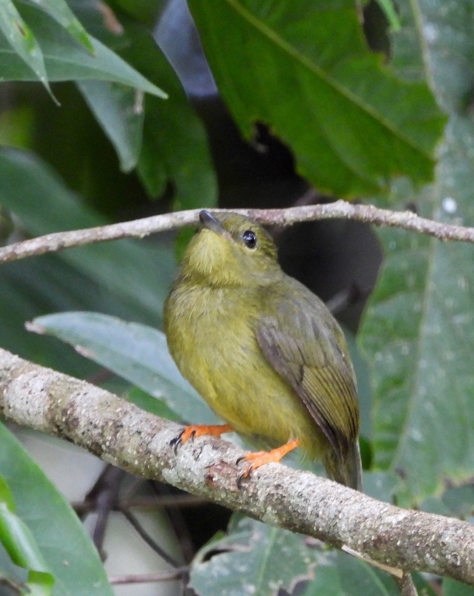 Golden-collared Manakin - ML642693766