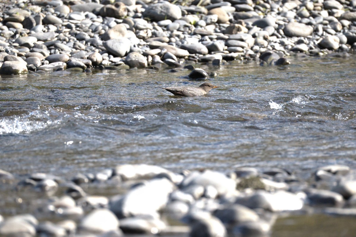 American Dipper - ML642693777