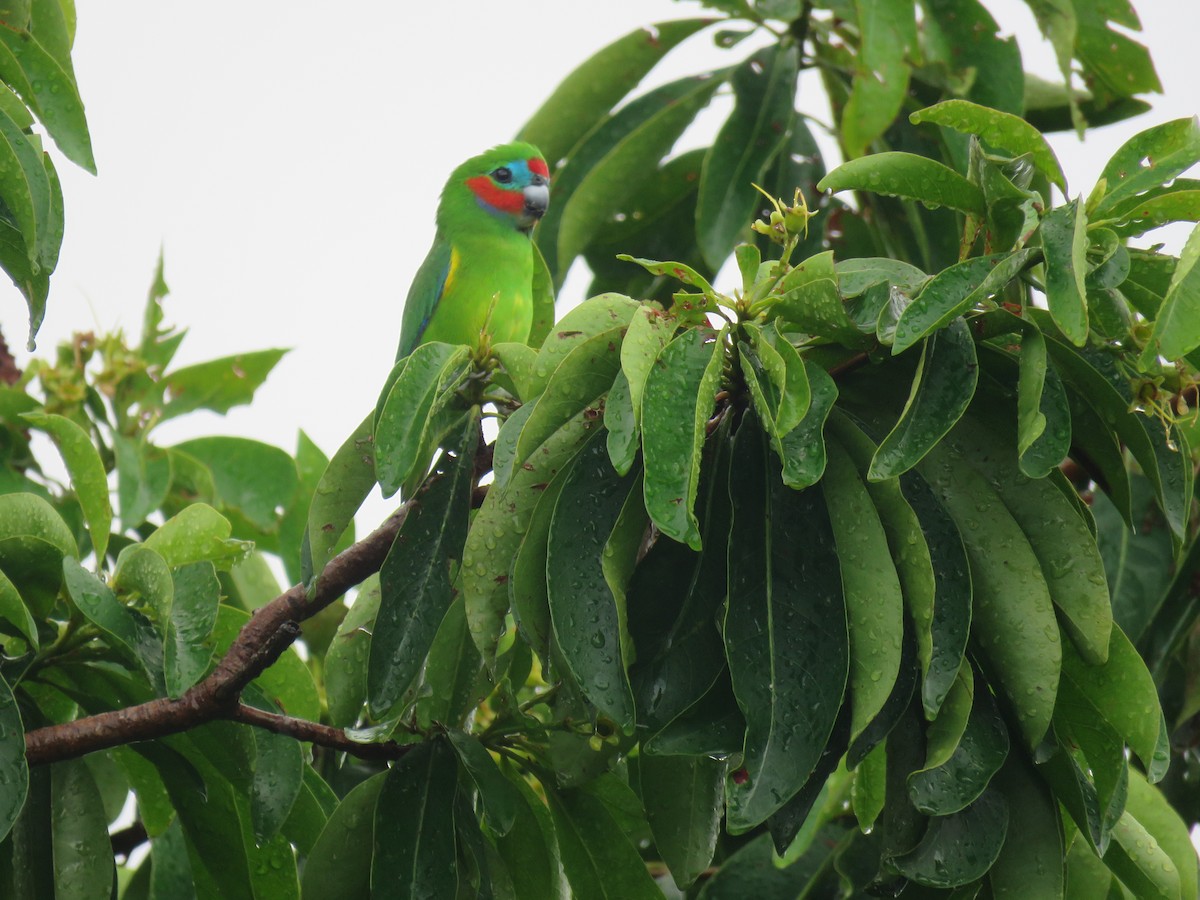 Double-eyed Fig-Parrot - ML642693778