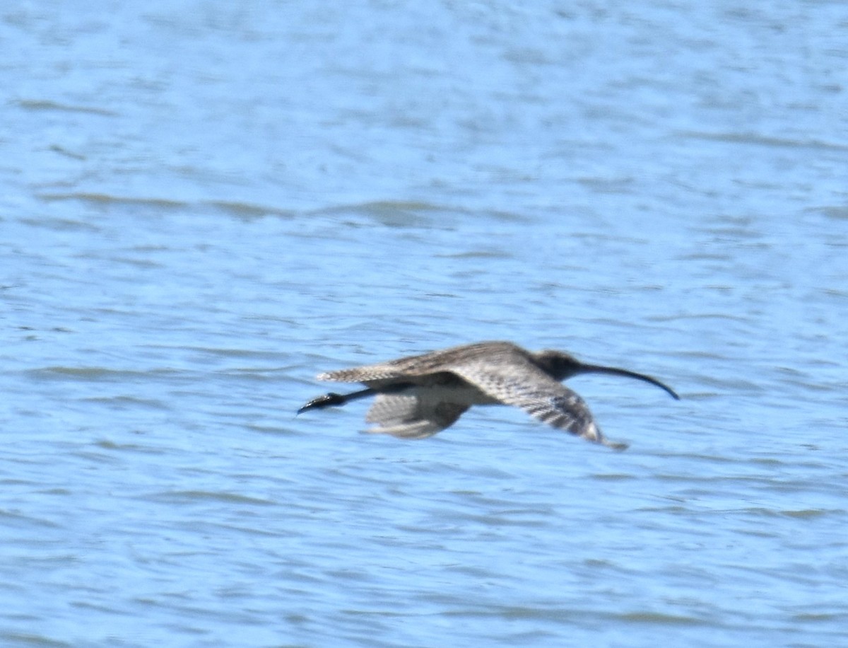 Kurlinta siberiarra - ML642693787