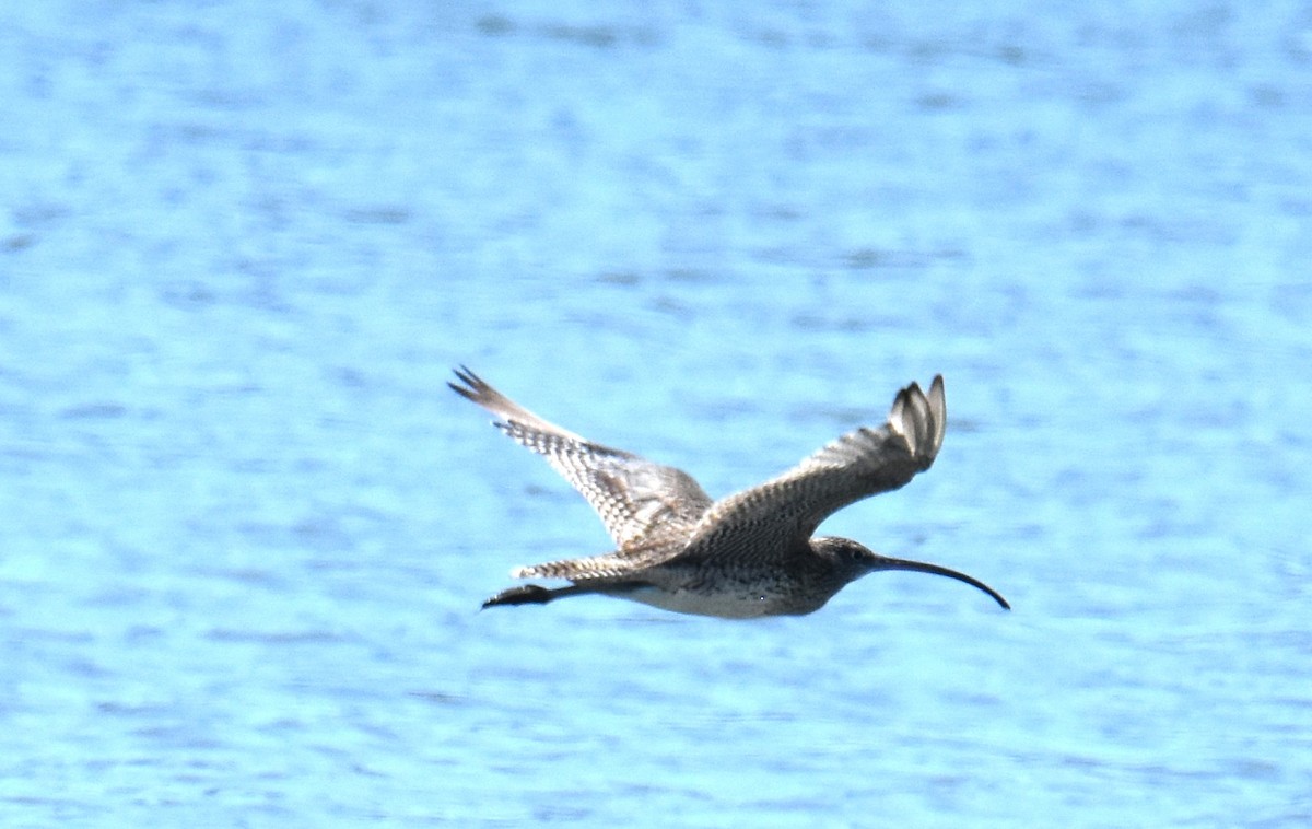 Kurlinta siberiarra - ML642693788