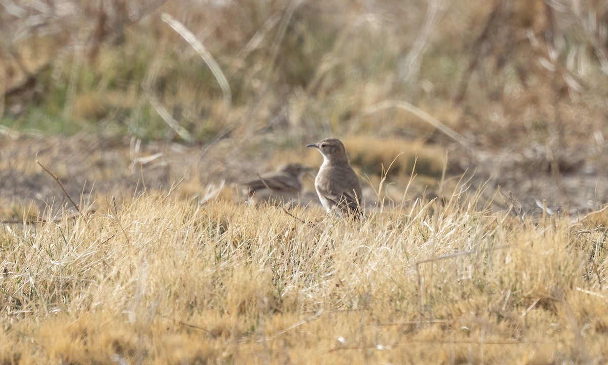 Common Miner - ML642693794