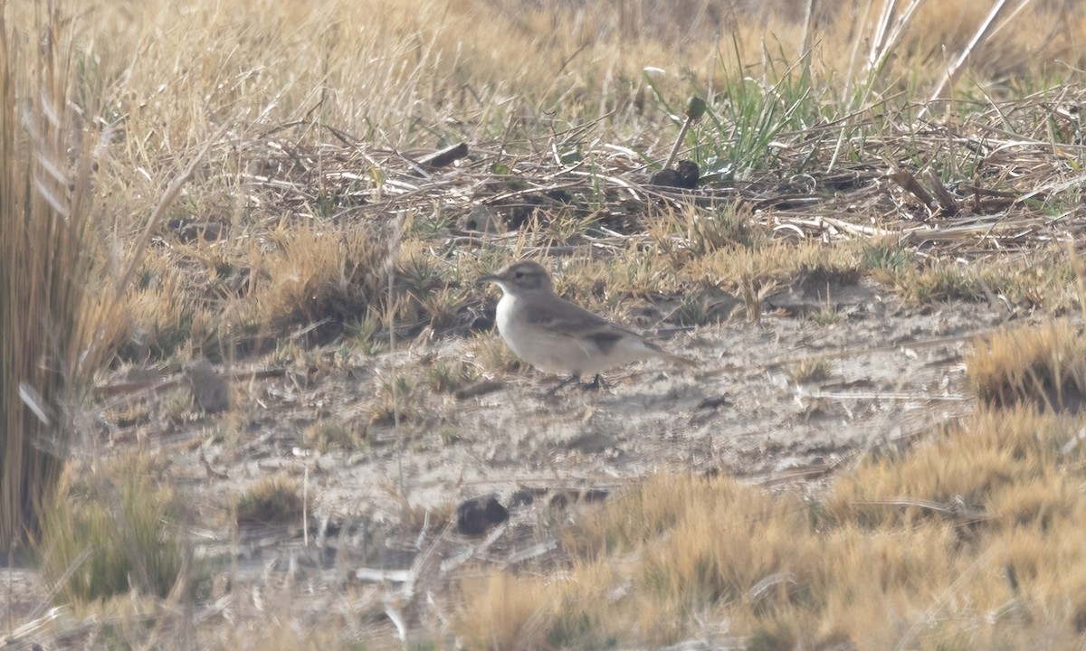 Common Miner - ML642693796