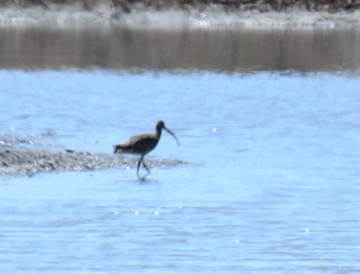 Kurlinta siberiarra - ML642693807