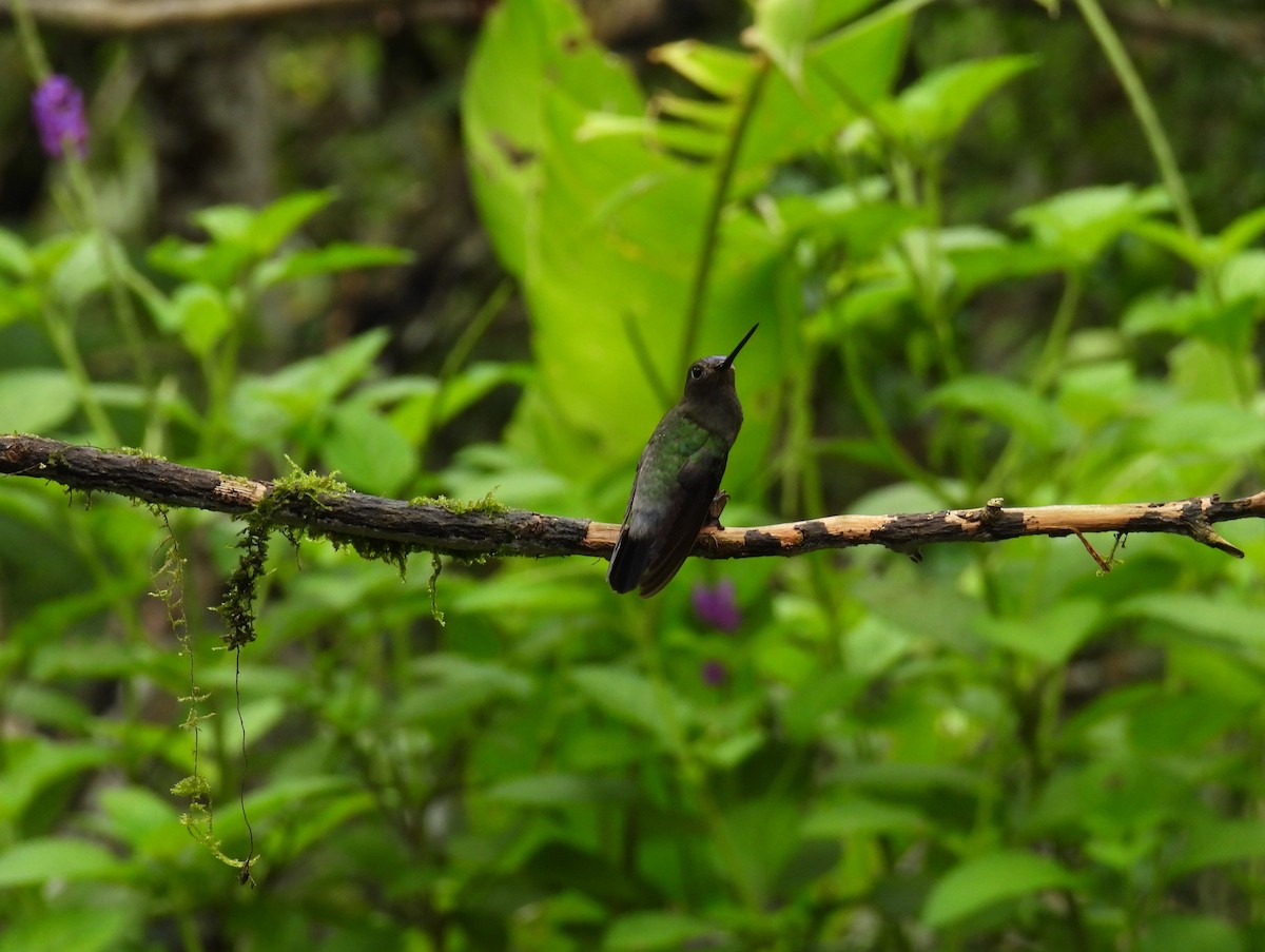Blue-fronted Lancebill - ML642693818