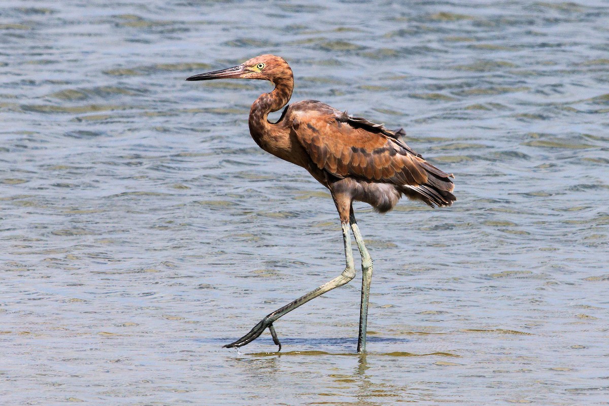 Reddish Egret - ML642693830