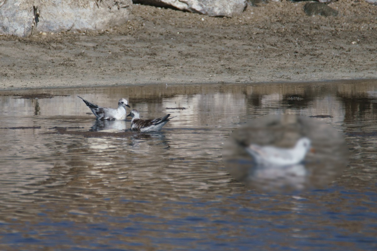 Little Gull - ML642693832
