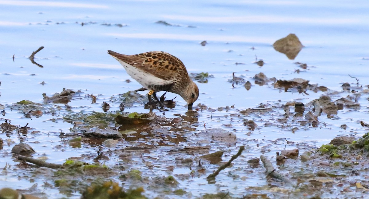 Dunlin (schinzii) - ML642693843